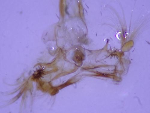 Réf. 201 447 : Nycteola sp.